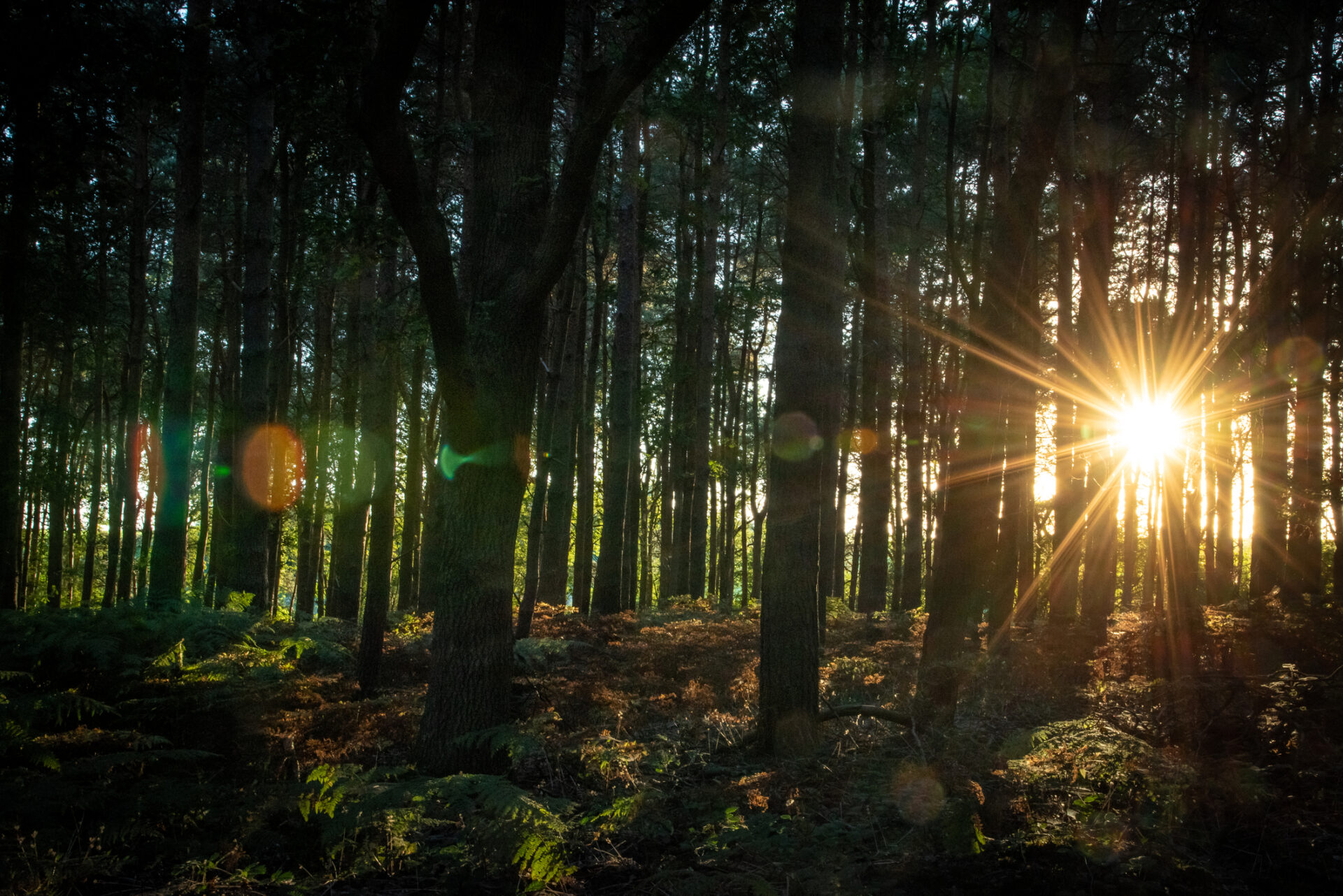 Woods Sunlight