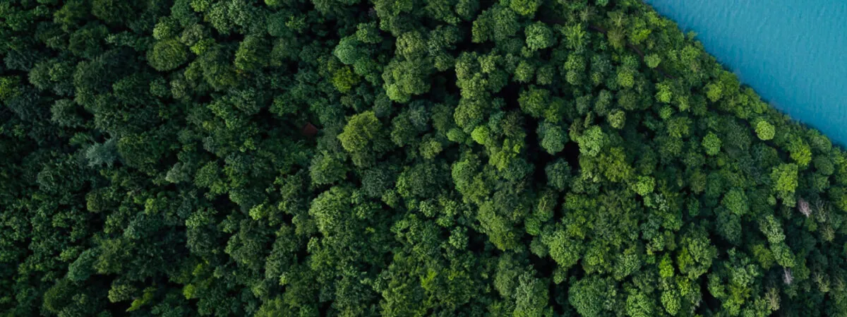 Background blue forest