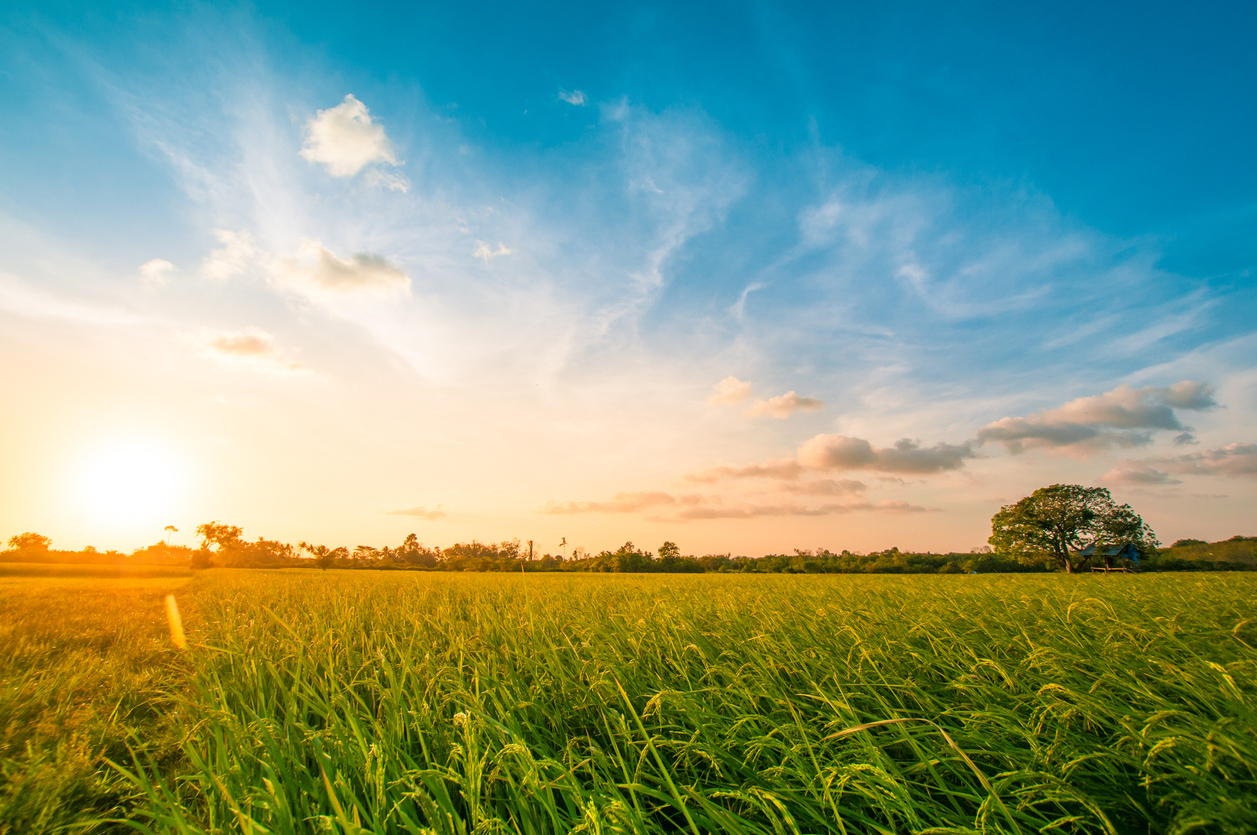 Green rice fild with evening sky