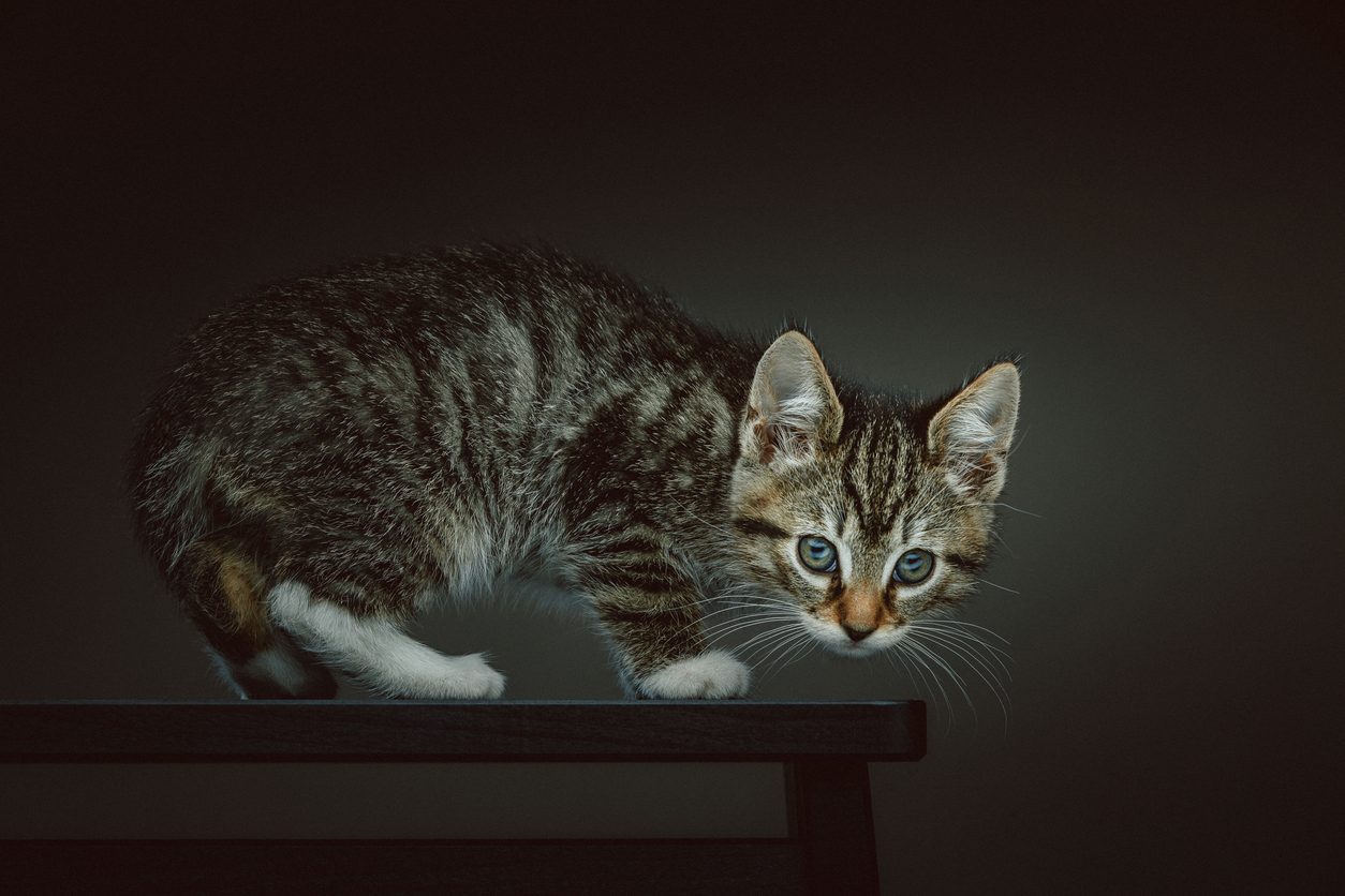 Little Kitty. Studio shot.